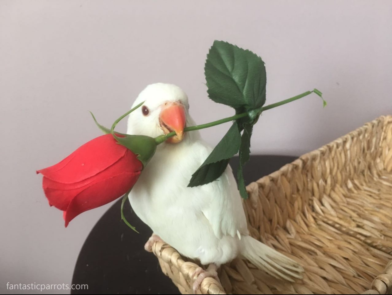 Beautiful white ringneck parrot baby holding a rose